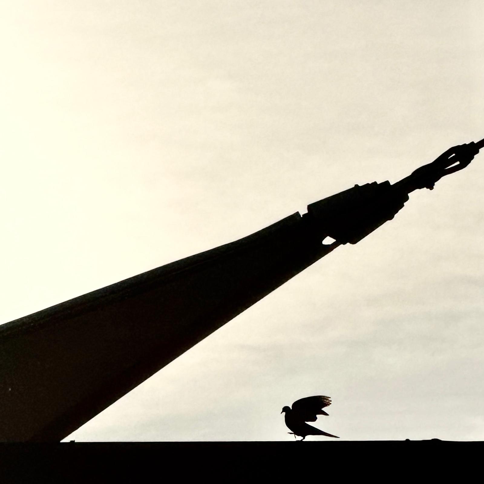 Walking Bird